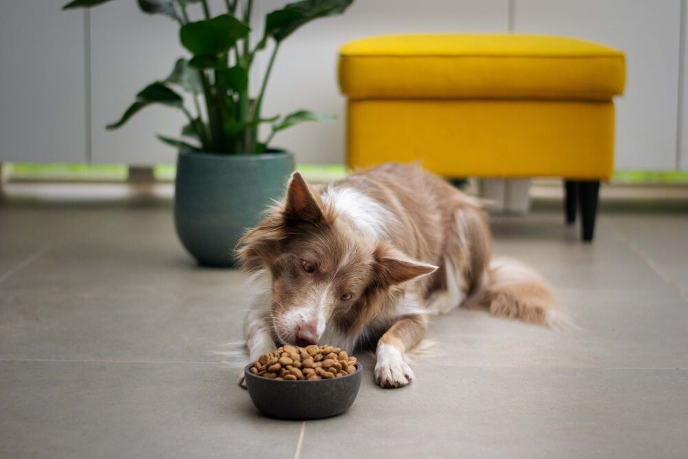 Comida para perros